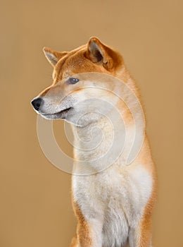 Cute Shiba Inu dog