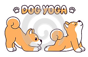 Cute Shiba Inu dog yoga