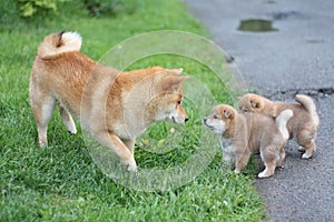 Cute shiba inu family with puppies adorable