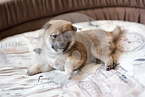 Cute Shiba Inu puppy dog