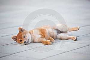 Cute shiba inu puppy lying on the pavement and waiting for its owner. Funny japanese shiba inu dog lying on the street