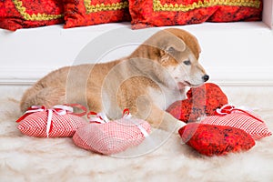 Cute Shiba Inu puppy with red hearts lying on a white background
