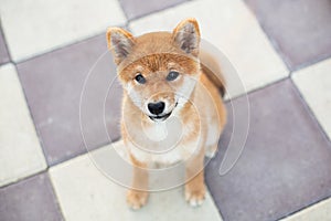 Cute shiba inu puppy sitting on the pavement and waiting for its owner. Funny japanese shiba inu dog lying on the street