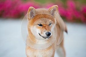 Cute shiba inu puppy standing on the pavement and waiting for its owner. Funny japanese shiba inu dog is on the street