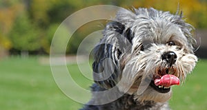 Cute shih-poo dog with tongue photo