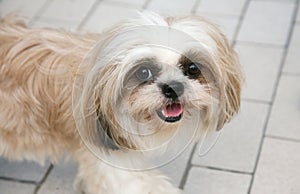 Cute Shih-tzu
