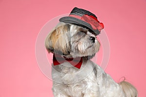 Cute shih tzu doggy wearing red bowtie and hat