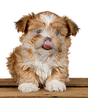 Cute shih-tzu puppy licking his nose