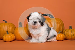 Cute shih tzu puppy sitting between orange pumpkins on an orange background