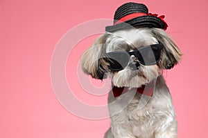 Cute shih tzu puppy wearing red bowtie and sunglasses