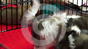 Cute shih tzu pups playing inside a cage on display for sale