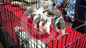 Cute shih tzu pups playing inside a cage on display for sale