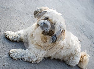 Cute shitzu dog