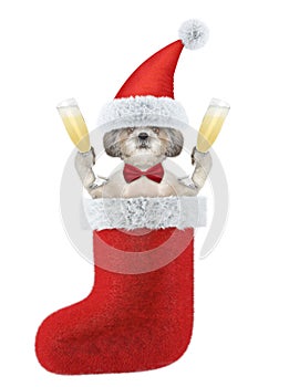 Cute shitzu dog on a xmas holiday with a glass of champagne