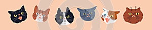 Cute shocked cats, feline heads set. Funny amazed surprised puzzled kitties looking, staring with astonished emotion