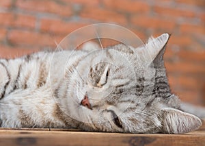 Cute short hair cat cozy sleep on wooden with brickwall background in living room