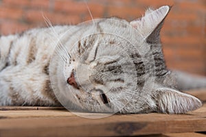 Cute short hair cat cozy sleep on wooden with brickwall background in living room