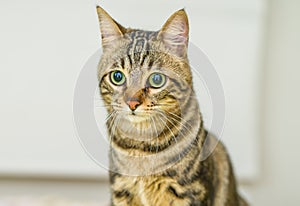 Cute short hair cat looking curious and snooping at home