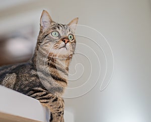 Cute short hair cat looking curious and snooping at home