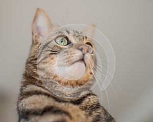 Cute short hair cat looking curious and snooping at home