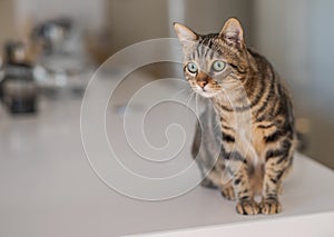 Cute short hair cat looking curious and snooping at home