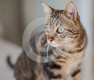 Cute short hair cat looking curious and snooping at home