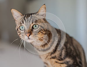 Cute short hair cat looking curious and snooping at home