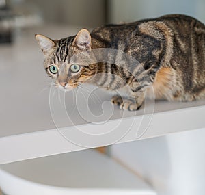 Cute short hair cat looking curious and snooping at home