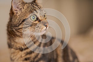 Cute short hair cat looking curious and snooping at home