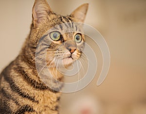 Cute short hair cat looking curious and snooping at home