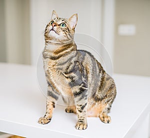 Cute short hair cat looking curious and snooping at home