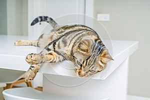 Cute short hair cat looking curious and snooping at home