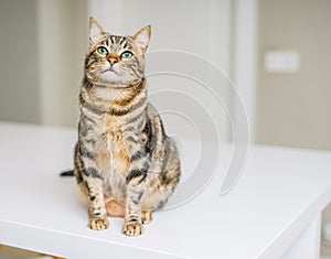 Cute short hair cat looking curious and snooping at home