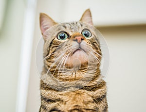 Cute short hair cat looking curious and snooping at home