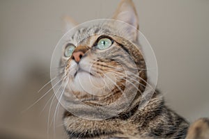 Cute short hair cat looking curious and snooping at home