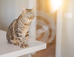 Cute short hair cat looking curious and snooping at home