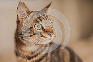 Cute short hair cat looking curious and snooping at home