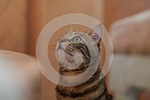 Cute short hair cat looking curious and snooping at home playing hide and seek