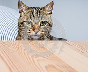 Cute short hair cat looking curious and snooping at home playing hide and seek