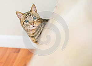 Cute short hair cat looking curious and snooping at home playing hide and seek