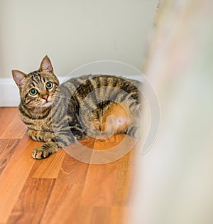 Cute short hair cat looking curious and snooping at home playing hide and seek