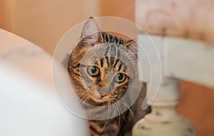 Cute short hair cat looking curious and snooping at home playing hide and seek