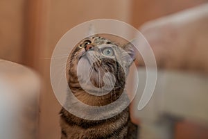 Cute short hair cat looking curious and snooping at home playing hide and seek