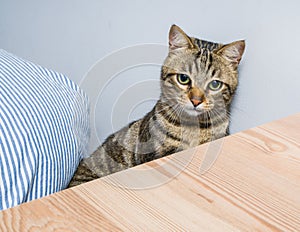 Cute short hair cat looking curious and snooping at home playing hide and seek