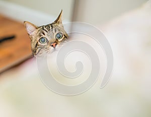 Cute short hair cat looking curious and snooping at home playing hide and seek