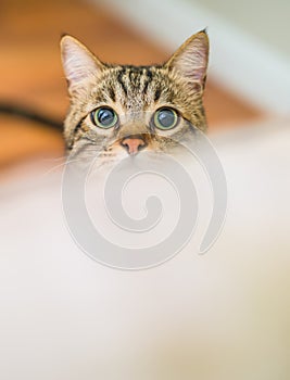 Cute short hair cat looking curious and snooping at home playing hide and seek