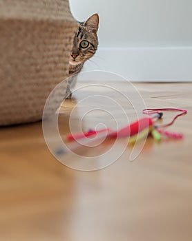 Cute short hair cat looking curious and snooping at home playing hide and seek