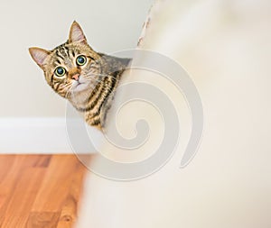 Cute short hair cat looking curious and snooping at home playing hide and seek