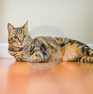 Cute short hair cat looking curious and snooping at home playing hide and seek