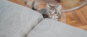 Cute short hair cat looking curious and snooping at home playing hide and seek